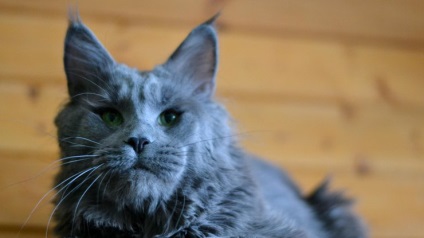 A világ legdrágább macskája 22 ezer dollár (fénykép)