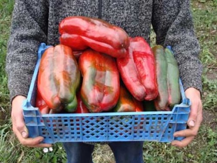 Cele mai mari soiuri de fructe de piper, o casă în sat