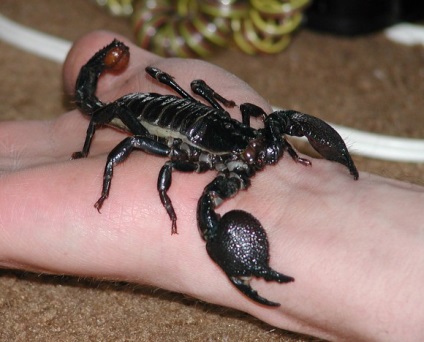 Suicid mit sau adevar al scorpionului
