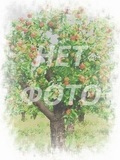 Puieți și pomi de măr gros (vânzare, plantare), companie ooo nouă pădure (moscow)