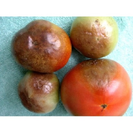 Semințe de roșii, cireșe
