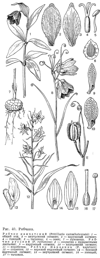 Lily család (Liliaceae) - az