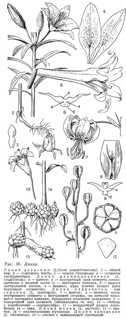 Lily család (Liliaceae) - az