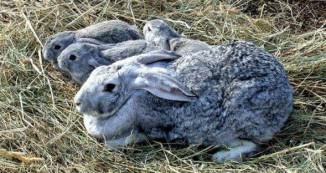 Grey Giant Breed of Rabbits, descriere, descriere