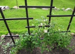 Clematis trellis