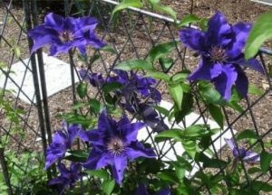 Clematis trellis