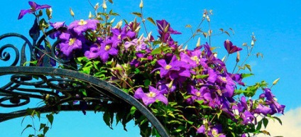 Clematis trellis