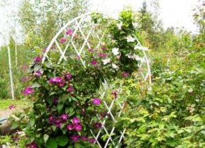 Clematis trellis