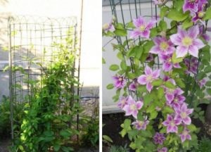 Clematis trellis