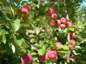 Gradina siberiana, resedinta de vara preferata