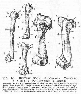 Scheletul extremității toracice a bovinelor - totul despre creșterea animalelor