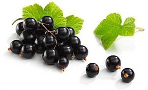 Blackcurrant hasznos tulajdonságokat és ellenjavallatok