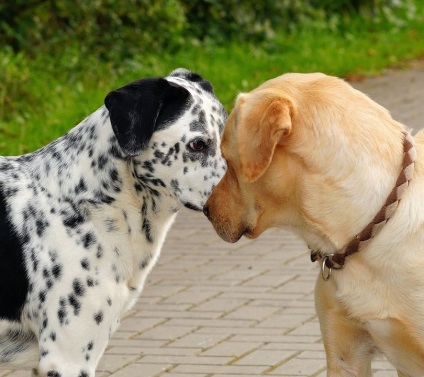 A kutya és a kommunikációs kultúra, hogyan kell megérteni kutya dp - midog