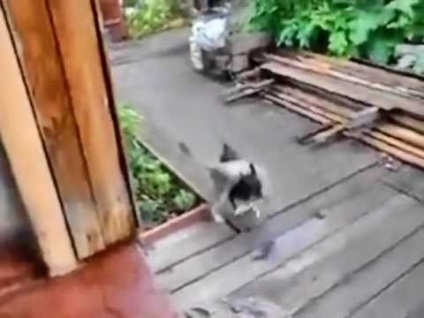 Un câine aduce o pisică și o casă