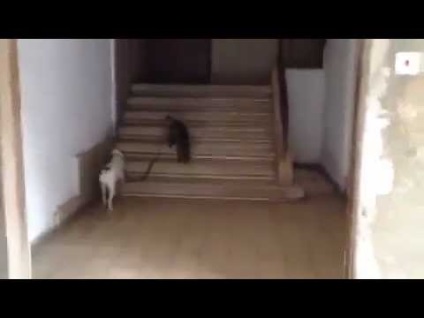 Un câine aduce o pisică și o casă