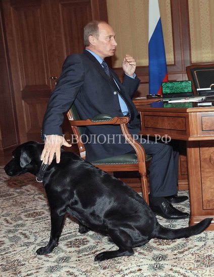Putyin elnök kutyák