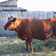 Buffalo în casă