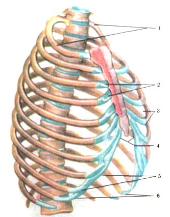 Conexiunile coastelor cu coloana vertebrală și cu sternul