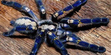 Dream Interpretare Spider Tarantula De ce Dreams Tarantula Spider într-un vis