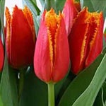 Fajta tulipán kényszeríti, kertvárosi övezetben