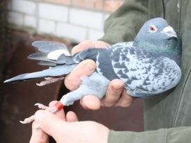 Porumbeii sport cum să tren, să îngrijească și să conțină