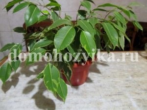 Illesztés ficus fatörzsek