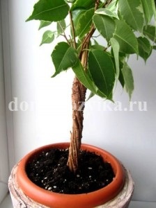 Illesztés ficus fatörzsek