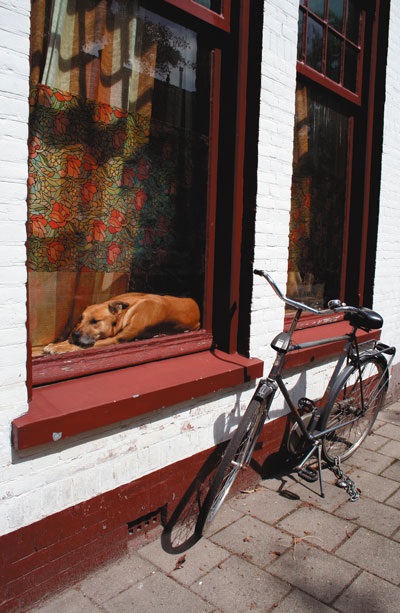 Cu un câine în Amsterdam