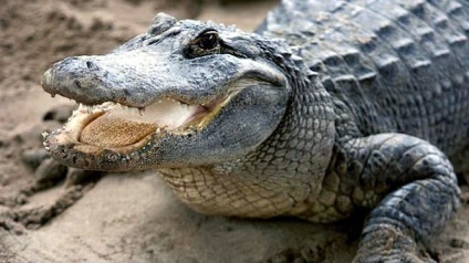 Statistici despre atacurile aligatorilor cu consecințe fatale în Florida, crocodili