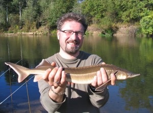 Sturgeon, halászat kecsege