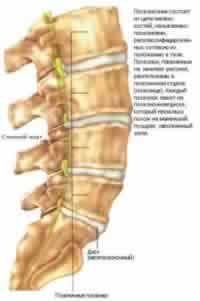 Structura omului