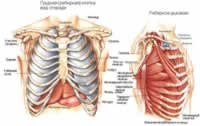 Structura omului