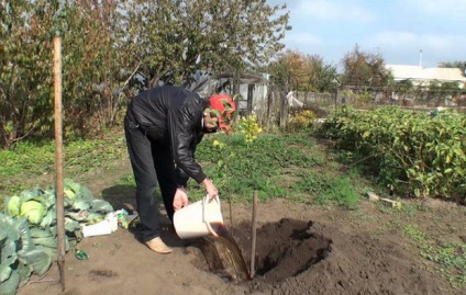 Sumy deerhoe (pufoase) plantare și îngrijire, descriere și fotografie