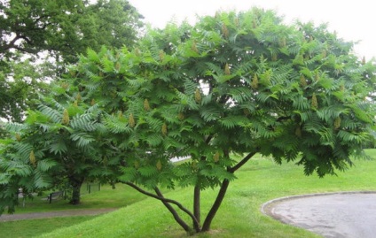 Sumy deerhoe (pufoase) plantare și îngrijire, descriere și fotografie