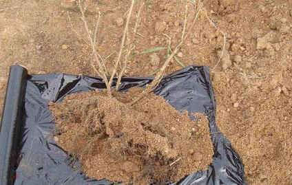 Sumy deerhoe (pufoase) plantare și îngrijire, descriere și fotografie