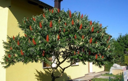 Sumy deerhoe (pufoase) plantare și îngrijire, descriere și fotografie