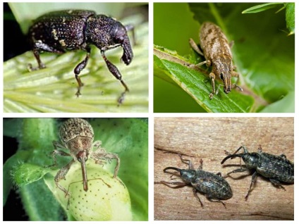 Sfecla de sfeclă din care face parte grupul, fotografia, stadiul de dezvoltare și condițiile de habitat