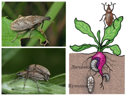 Цвекло хоботник се отнася за всеки отбор, снимка, етап на развитие и условията на живот