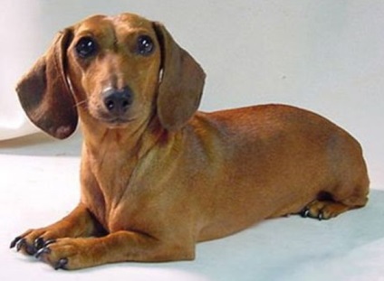 Dachshund, enciclopedie de câini