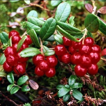 Descrierea comună a boabelor de fructe de pădure și fotografiile lor, unde ursul crește obișnuit