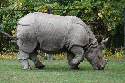 Top 10 cele mai rare animale de pe pământ, cele mai bune ratinguri din lume