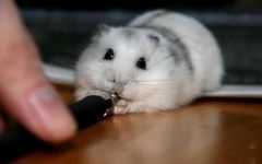 Simulator pentru un hamster, o roată de hamster, reproducere de hamsteri, o roată de alergat, cum să o faci singur