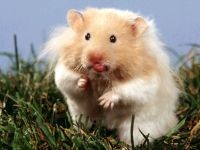 Simulator pentru un hamster, o roată de hamster, reproducere de hamsteri, o roată de alergat, cum să o faci singur