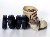 Simulator pentru un hamster, o roată de hamster, reproducere de hamsteri, o roată de alergat, cum să o faci singur