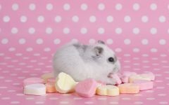 Simulator pentru un hamster, o roată de hamster, reproducere de hamsteri, o roată de alergat, cum să o faci singur