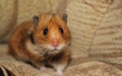 Simulator pentru un hamster, o roată de hamster, reproducere de hamsteri, o roată de alergat, cum să o faci singur