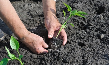 Fertilizator piper, fertilizare, crescând în seră și pe pământ