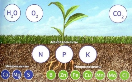 Ingrasaminte pentru descrierea si aplicarea plantelor de interior