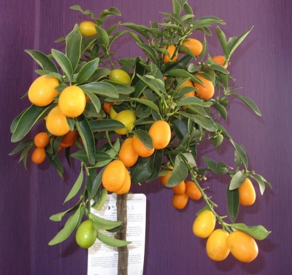 Îngrijirea kumquat margarita (fortunella margarita) - magazin online de plante de interior - mesteacăn