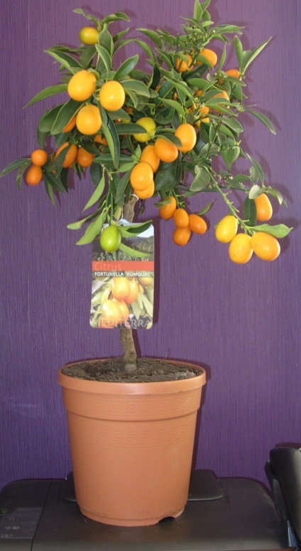 Care kumquat Margarita (Fortunella margarita) - Shop szobanövények - Birch